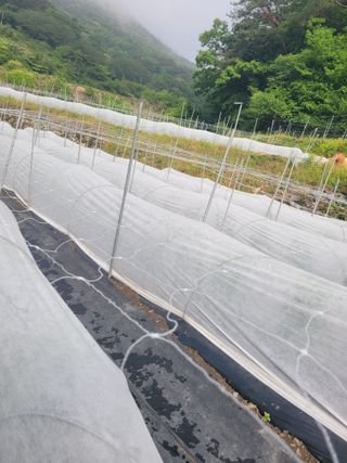 김선순(공룡자색마)님의 고추 · 영농일지 작성글 사진