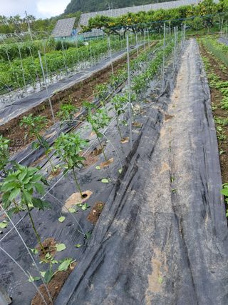 racelee님의 고추 · 영농일지 작성글 사진