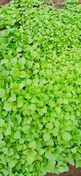 정연섭님의 작성글 사진