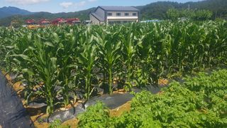 최춘득 청대산 님의 들깨 · 영농일지 작성글 사진