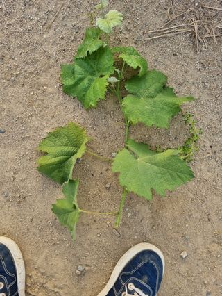 이화주님의 포도 · 영농일지 작성글 사진