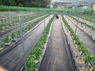 경달현님의 고추 · 영농일지 작성글 사진