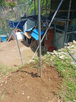 보공(김대호)님의 기타작물 · 영농일지 작성글 사진