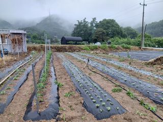원술님의 콩 · 영농일지 작성글 사진