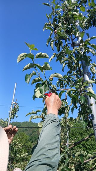 이상철님의 기타작물 · 영농일지 작성글 사진