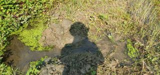 반성식님의 벼 · 영농일지 작성글 사진