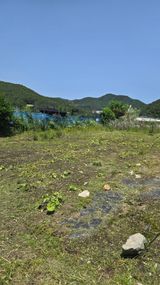 팜모닝 기타작물·영농일지 게시글 이미지