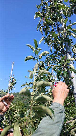 이상철님의 기타작물 · 영농일지 작성글 사진