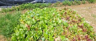이장호님의 고추 · 영농일지 작성글 사진