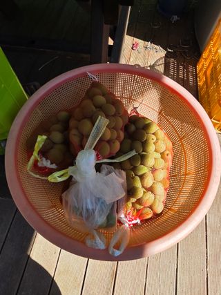 라온베리님의 매실 · 영농일지 작성글 사진