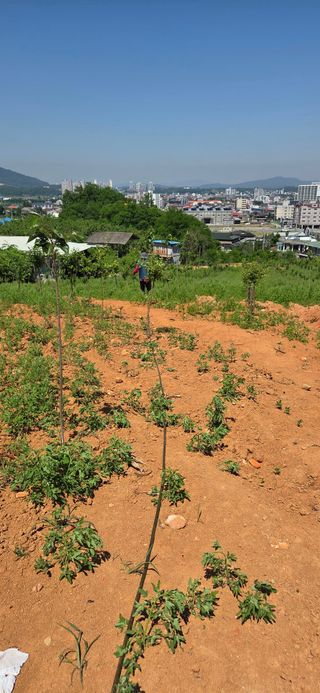 이해창님의 기타작물 · 영농일지 작성글 사진