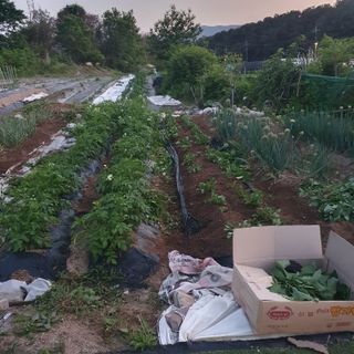 시민농장님의 기타작물 · 영농일지 작성글 사진