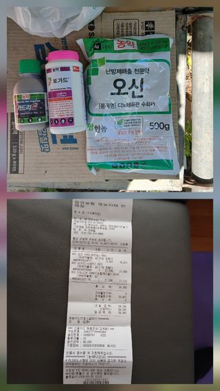 향양농장 사랑합니다님의 감 · 영농일지 작성글 사진