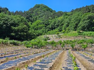 최미선님의 기타작물 · 영농일지 작성글 사진