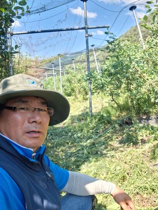 황인근님의 블루베리 · 영농일지 작성글 사진