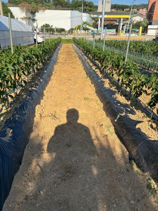 김영완님의 옥수수 · 영농일지 작성글 사진