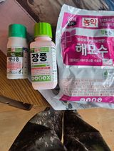 팜모닝 복숭아·영농일지 게시글 이미지