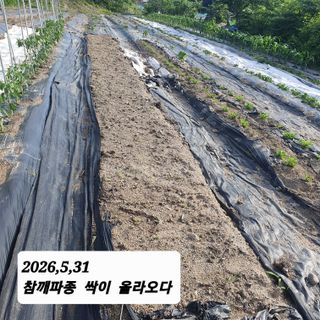 시민농장님의 기타작물 · 영농일지 작성글 사진