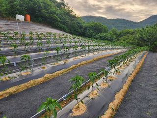 참깨.고추ㆍ박천제님의 기타작물 · 영농일지 작성글 사진