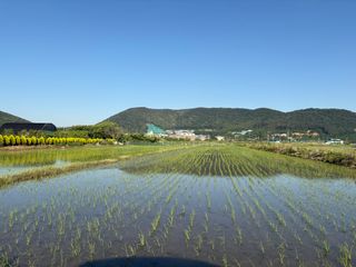 곰새끼님의 벼 · 영농일지 작성글 사진