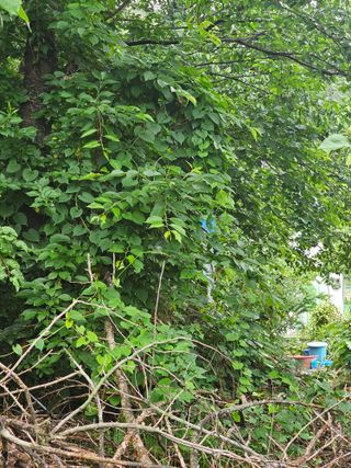 청산거사님의 기타작물 · 영농일지 작성글 사진