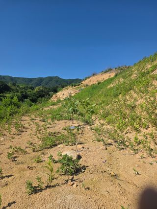 콩7431(팔공산)님의 복숭아 · 영농일지 작성글 사진
