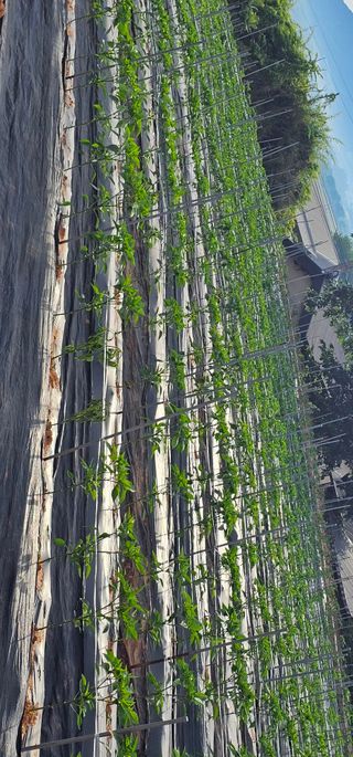 설장구님의 기타작물 · 영농일지 작성글 사진