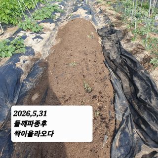 시민농장님의 기타작물 · 영농일지 작성글 사진