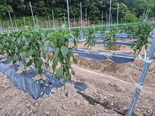 김기탁님의 기타작물 · 영농일지 작성글 사진