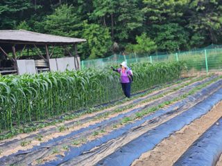 경달현님의 고추 · 영농일지 작성글 사진