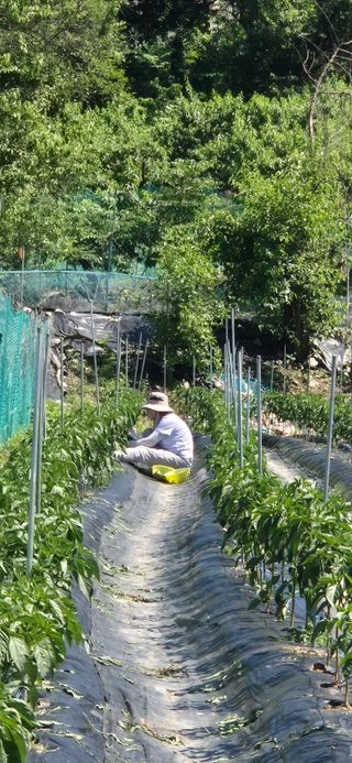 황익순님의 고추 · 영농일지 작성글 사진