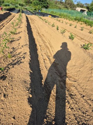 김한수님의 기타작물 · 영농일지 작성글 사진