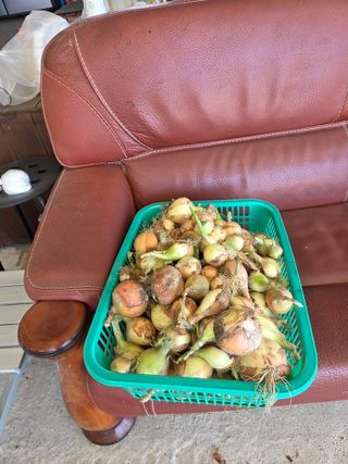 백현호님의 양파 · 영농일지 작성글 사진