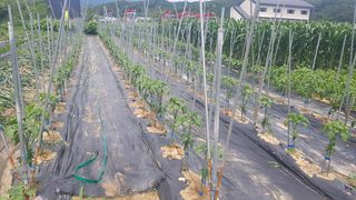 최춘득 청대산 님의 참깨 · 영농일지 작성글 사진