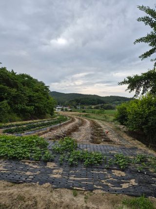 오이8898황산면님의 마늘 · 영농일지 작성글 사진