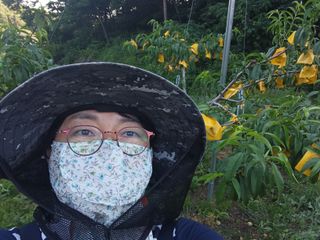 엄후남님의 복숭아 · 영농일지 작성글 사진