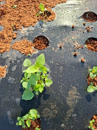 결단이님의 기타작물 · 영농일지 작성글 사진