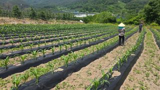 축복의땅 에덴동산님의 기타작물 · 영농일지 작성글 사진