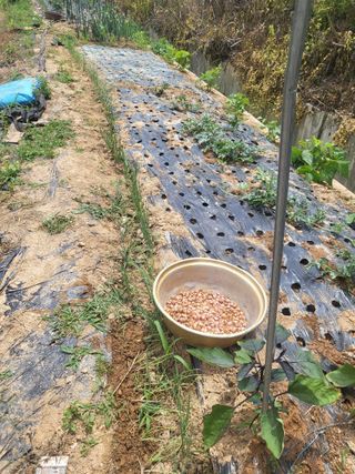 최병우님의 벼 · 영농일지 작성글 사진