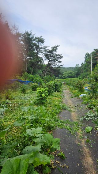 대봉농원 이경화님의 블루베리 · 영농일지 작성글 사진