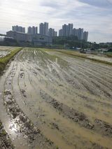 팜모닝 벼·영농일지 게시글 이미지