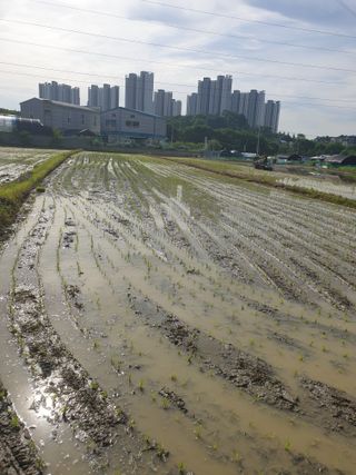전갑영님의 벼 · 영농일지 작성글 사진