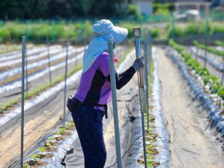 경달현님의 참깨 · 영농일지 작성글 사진