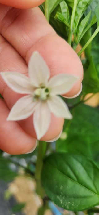 하은와송~♡♡♡~님의 고추 · 영농일지 작성글 사진