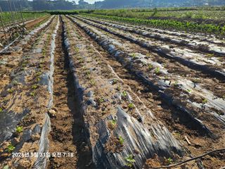 유명숙님의 참깨 · 영농일지 작성글 사진