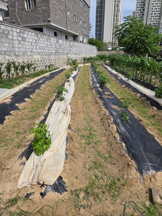 박병철님의 기타작물 · 영농일지 작성글 사진