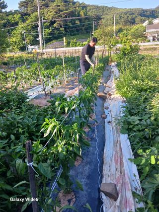 최연태님의 기타작물 · 영농일지 작성글 사진