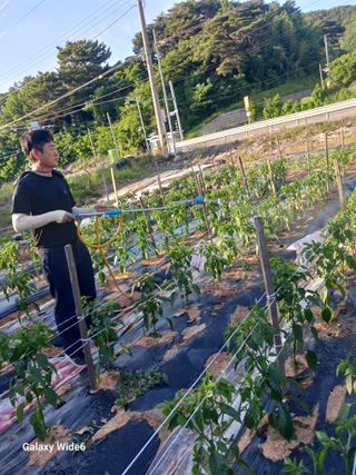 최연태님의 기타작물 · 영농일지 작성글 사진