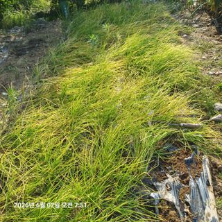 삼성농산님의 파 · 영농일지 작성글 사진
