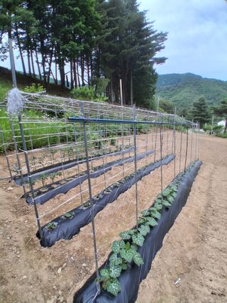 인생은 소풍처럼~님의 기타작물 · 영농일지 작성글 사진